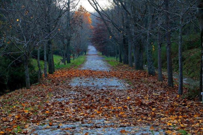 belgrad-ormani