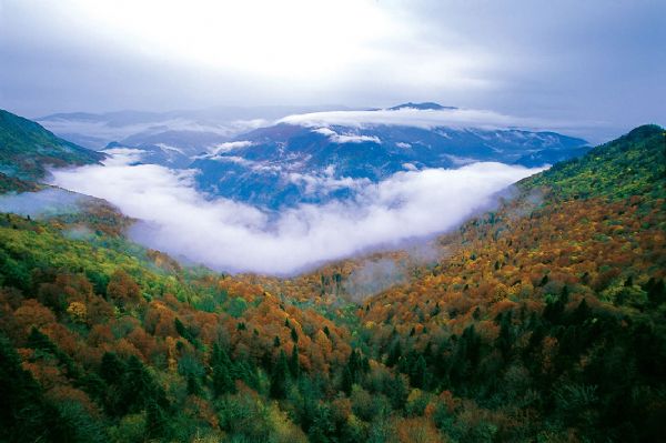 yenice-ormanlari